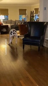 7.4K views · 273 reactions | Zoomies in full swing with some Great Dane energy  #greatdane #dogzoomies | LoveMargot | Facebook