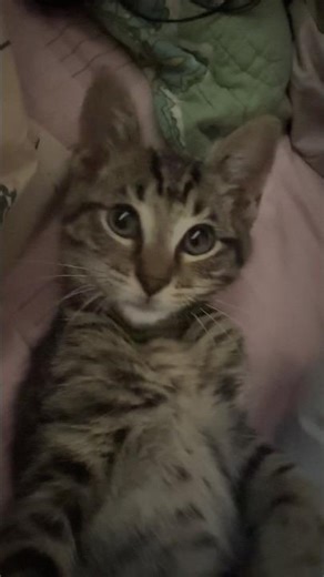 Funny cat video 😍🐈‍⬛💙 #funny #cat #catlovers #cutecat #viralcats #viral #fypcats #fyp