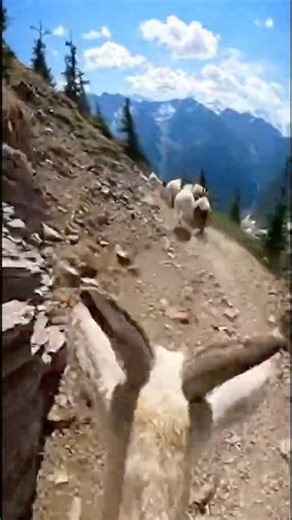 POV: Mountain Ibex Run | #goat #chill #asmr