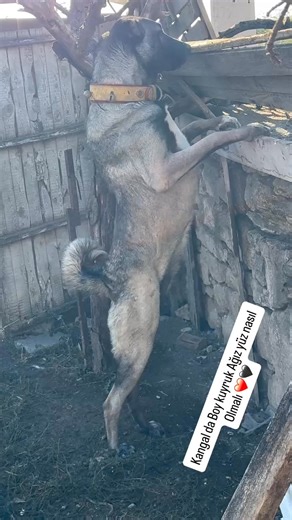 10K views · 137 reactions | Kangal Dog Breed Frocm@akbasturkkangal  #Turkiye #arispedigree | Dogs In The World | Facebook