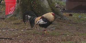 Activists decry Hawaii’s ‘timid’ stance on cockfighting as they push for tougher laws nationwide