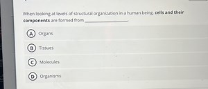 When looking at levels of structural organization in a human be... | Filo