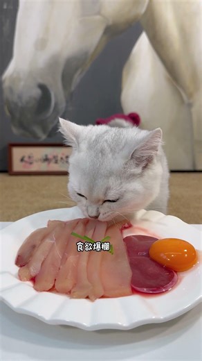 The healing moment of kitten makes all troubles disappear!