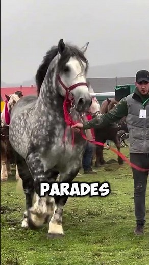 Unbelievable Facts About the Percheron Horse! #horse #equestrian