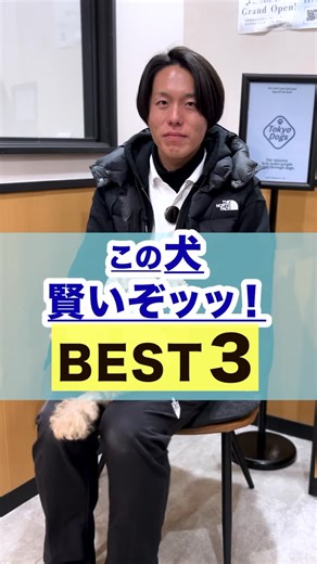 【公式】TOKYO DOGS |褒める犬のしつけトレーニング on Instagram: "この犬賢いぞっ！ 犬のしつけの極意を プロドッグトレーナーが毎日配信🐶✨ 公式アカウント▽ @tokyo__dogs 🐾⫘⫘⫘⫘⫘⫘⫘⫘⫘⫘🐾 犬の本質を理解した 「褒めるしつけトレーニング®︎」 （褒めトレ®︎） 「お客様満足度国内No.1」の "犬しつけ専門店"🐶 🐾⫘⫘⫘⫘⫘⫘⫘⫘⫘⫘🐾"