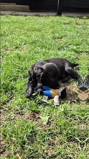 Working cocker spaniel pups