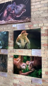 Video walkthrough of the exhibit at Absolute Gallery. Available to view all month! | Visions of Wildlife