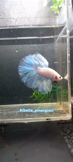 halfmoon grizzle #bettafish #fishkeepinghobby #bluebettafish #albetta_pinangsori