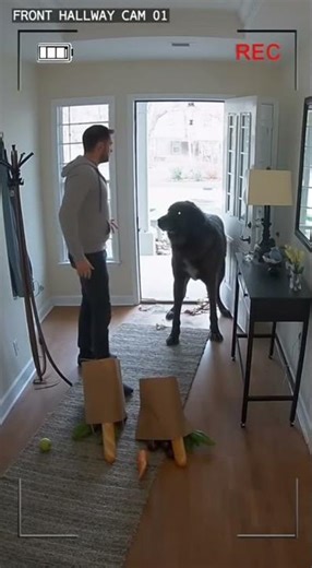 “Huge Dog Attacks Person! 🐕😱💔” #CCTV #ScaryMoment