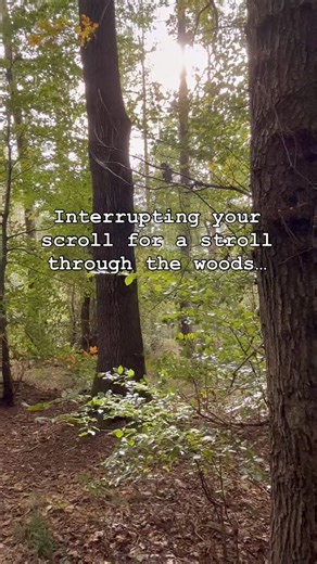 This half term @wwf_uk and @forestryengland invite you on an autumn adventure through magical forests across England.✨ Discover our Autumn Forest Trails, boost your wellbeing and learn how forests here and in the Amazon are connected. Tap the link to find a trail near you and let the forest adventure begin! 🌳 [Video description: Gentle POV video walking along a peaceful forest trail in Wendover Forest. On-screen text reads: “Interrupting your scroll for a stroll through the woods.” This is part