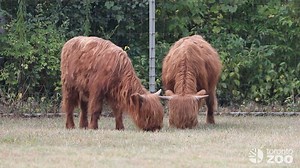 Meet the Moo-est Members At Your Toronto Zoo - The Highland Cows! 🐮 Your Toronto Zoo is thrilled to welcome two new residents: a pair of 9-month-old male Highland Cows (also known as Highland Cattle)! These shaggy, horned newcomers have officially settled into their new home near the Eurasia Wilds Zoomobile station, and they’ve already captured the hearts of staff and volunteers alike. These charismatic calves are the newest members of our Outreach & Discovery team, and once fully acclimated, m