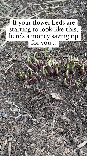 15K views · 193 reactions | If the plant grows well in your yard, why not add more to get a thick lush landscape for FREE! Plus splitting is actually a really great thing for your plants and will help them thrive! Everybody wins!  See all my tips for splitting plants on the website now! #gardeningtips #theruralestate #landscapingtips | The Rural Legend | Facebook