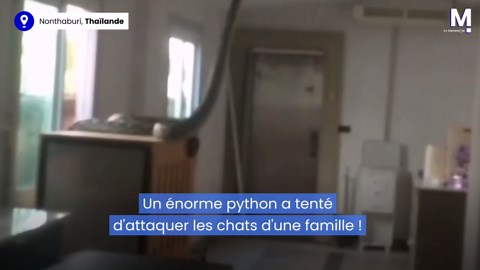 Thaïlande : une famille découvre un python de 5 mètres dans son salon