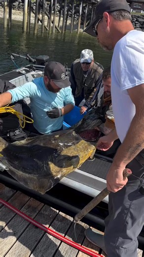 1.9K views · 56 reactions | BOOM! 144.6 lbs and just like that—Captain Sam and crew own the leaderboard. That’s how you do it in Ketchikan! | Salmon Falls Resort | Facebook