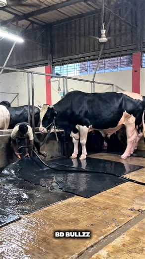 SHEPHERD CLEANING THE MAT FOR BULLS COMFORT 👌🏻 #bdbulls #BullCare #LivestockCare #FarmCleaning #CattleMaintenance #BullMatCleaning #AnimalHygiene #FarmRoutine #CleanFarm #HealthyBull #BDLivestock | BD Bullzz