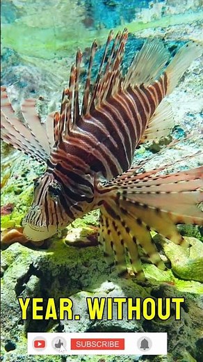 Did you know the stunning lionfish is a silent menace in the ocean?🇺🇸🇺🇸 #marinelife #Lionfish