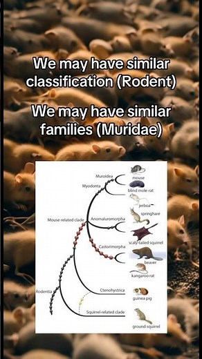 Reminder… rodents come in many shapes and sizes 🐭