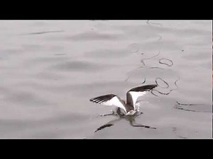 Sabine's Gull (Schwalbenmöwe) on Lake Zurich, Switzerland October 2011: 02
