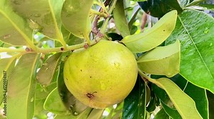 black sapote fruit on the tree, chocolate pudding-like fruit
