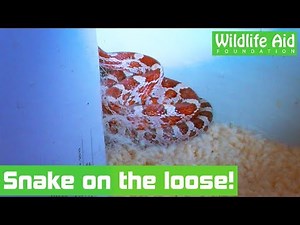 Baby snake hides in a house!