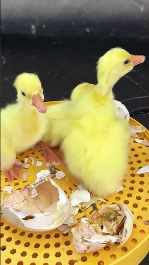 Goose Egg Hatching Success in Small Incubator