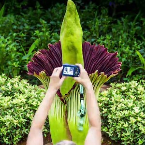 499K views · 1.2K reactions | This flower is huge and smells like rotting flesh. | Thrillist | Facebook