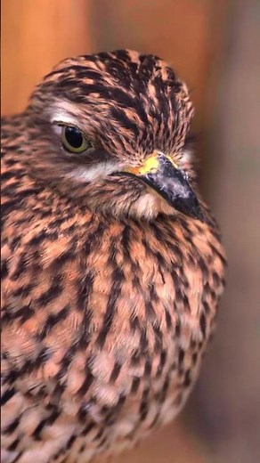 Eagle Eyes Uncovered! See Why Eagles Have Vision 5x Sharper Than Humans