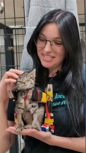 Paralyzed shelter kitten gets a wheelchair made of rulers and Hot Wheels
