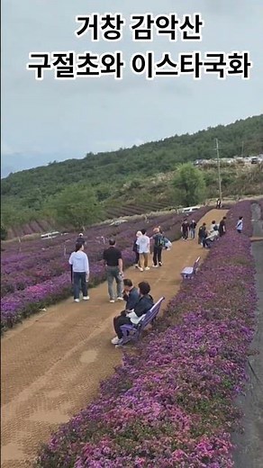 거창 감악산 별바람 언덕 구절초와 이스타 꽃