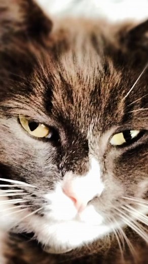 11K views · 1.3K reactions | Our beautiful boy Bentley aka Grumpy Cat who wandered into the garden in 2009 and never left. I tried to find his original home to no avail so he stayed. He hated Mike with a vengeance and would bite him at every opportunity 藍 but loved me. We lost him in August 2023 when he was 16. Such precious memories ❤️ | Mr Lumpy & Friends. | Facebook