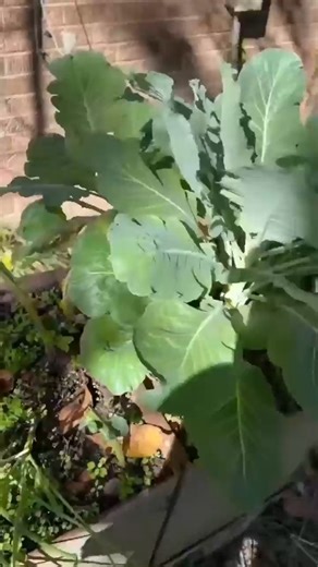 Watch full video: https://brendagantt.net/99-2/ | Mino Eating