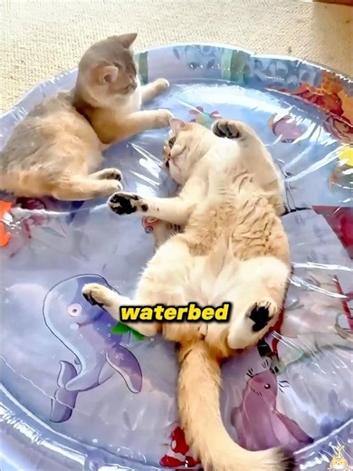 Never Buy a Waterbed for Your Cat 😹🛟