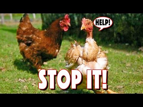 CHICKEN PECKING ORDER Problems That You Can Overcome! 10 Sickness & Pecking Signs To Watch Out For!