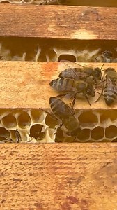 11K views · 191 reactions | Observe how bees engage in a fascinating...