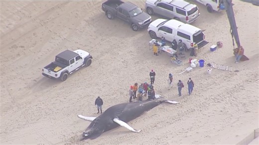 Beloved whale washes up on Delaware’s Bethany Beach