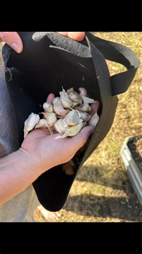 #organicgardening #notillgardening | Laura Mitchell