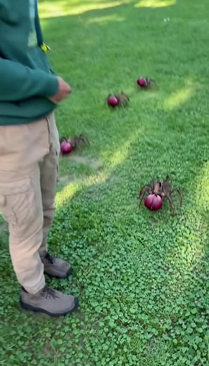 The Enigmatic Onion-Strider: A Journey in Vondelpark