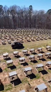 Peternakan ayam bangkok dithailand | Andre