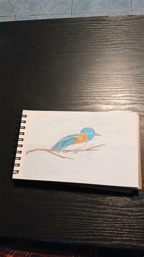 Cute Eastern Bluebird Drawing 🐦😊