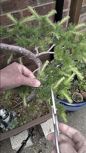 A TOP TIP for Pruning Japanese Larch Bonsai - It's So Easy
