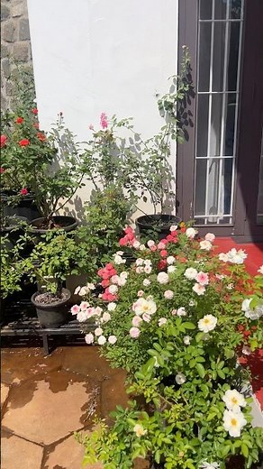 Rose garden update #india