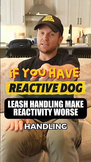 Your Leash Handling Could Be Making Your Dog More Reactive