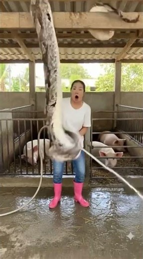 The snake secretly ate the piglet.