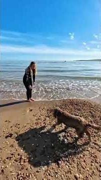 Have You Ever Seen a Sable Cocker Spaniel? 🐾 #cockersspaniel #rarecolors #shorts