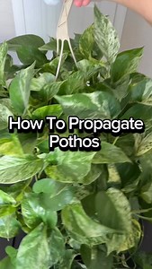 How to propagate pothos! I tried 3 different methods of propagating this big marble queen pothos. I did some in water, some in LECA, and some on straight soil! Water and soil did really good for me, but I still need to figure out how to propagate in LECA 😂 #propagate #plantsofinstagram🌱 #propagation #pothosplant #marblequeenpothos #marblequeen #propagating | Cherene’s Greens