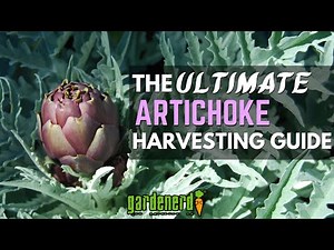 How & When to Harvest Artichokes