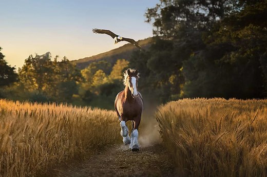 Bald Eagle and Clydesdale Horse Share Epic Friendship in Budweiser's 2026 Super Bowl Commercial