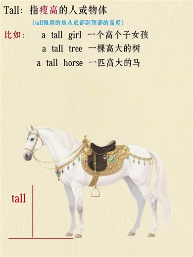 tall和high的区别 ，英语中的两个“高”#英语语法#英语 #语法 #英语没那么难