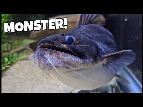 Feeding BIGGEST Gulper Catfish On YouTube!