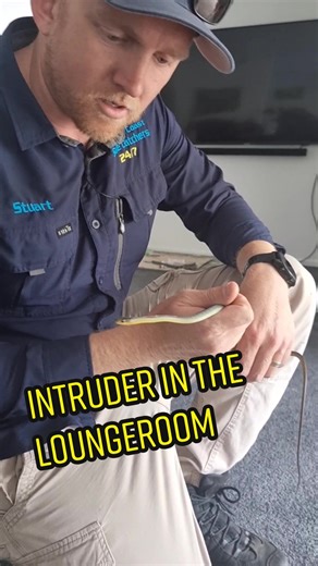 Snake Removal: How to Keep Your Home Safe From Intrusions